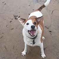 dog looking up on beach