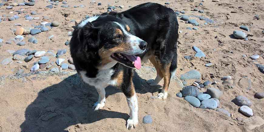 dog on beach