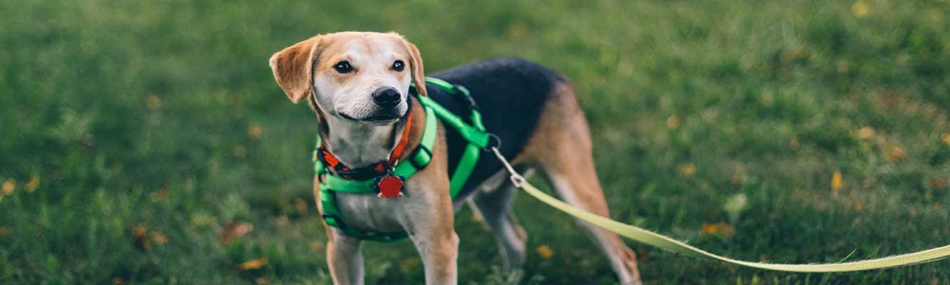 dog on lead on grass