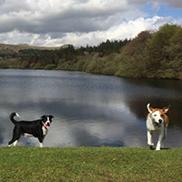 dogs by river