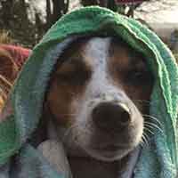 dog with towel