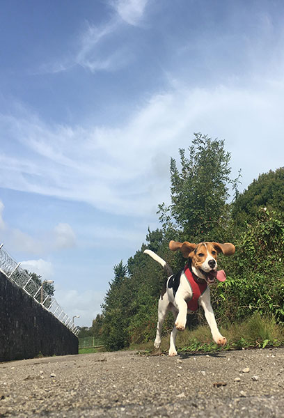 dog running on road