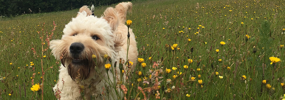 dog looking at camera