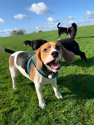 dogs in field