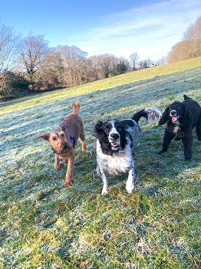 dogs on cold day